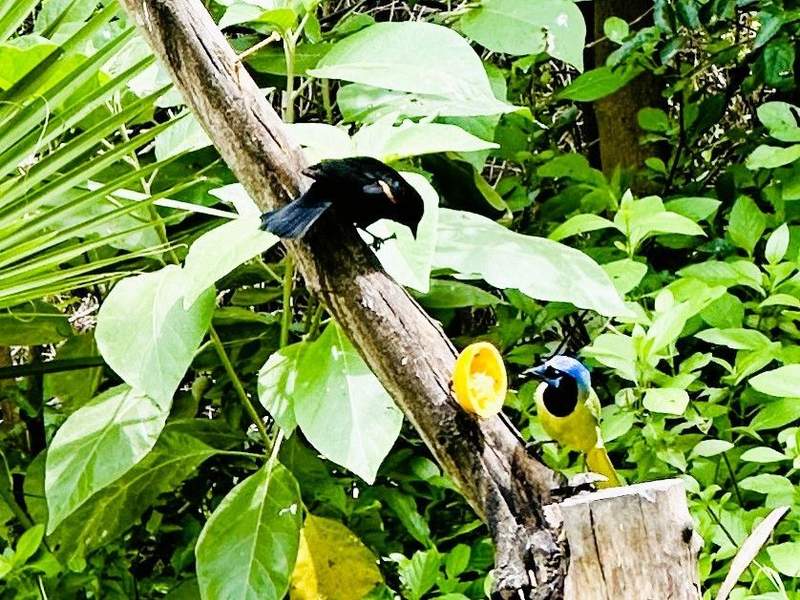 South Texas Nature Road Trip to Explore Wildlife